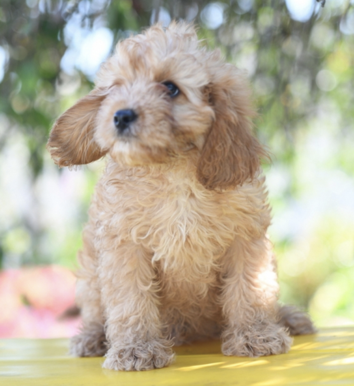 comprar cachorros sanos, baratos y asequibles para la venta